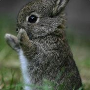 oh hulloh - steam id 76561197965554561