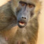 Research Baboon™