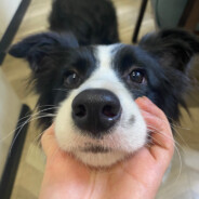 新都最后的单纯