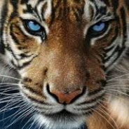 ☾☼ŤÎĞŔ☼☽