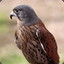 Kestrel