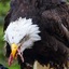 Squeamish Eagle