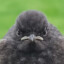 Borb