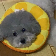 实名上网王鼎铭