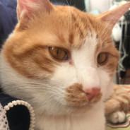 打咩呦 打咩打咩