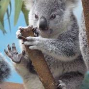 Koalalalalala
