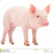 CooL_PiG