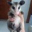 two opossums having a duel