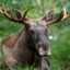 save the elk