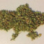 Ganju Bass