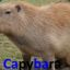 Capybara