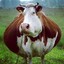 My Cow is thick than fat