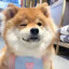 库库尔西斯