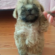 总有刁民想害朕