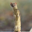 weasel