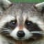 Racoon