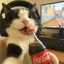 cat with coke playing cs
