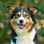Bon_chien