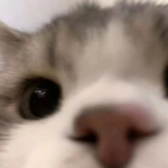 蓝桉未遇释槐鸟.