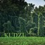 kudzu_KLS