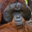 Orangutan