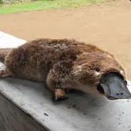 The most savory of rats