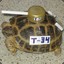 combat_turtle