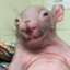 El Kid Splinter