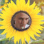 jerio