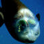 Barreleye