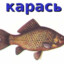 КАРАСЬ