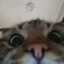 ves