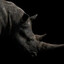 BlackRhino