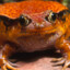 tomato frog