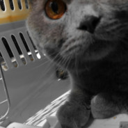 总之小狗就是坠好的