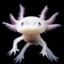 Axolotl