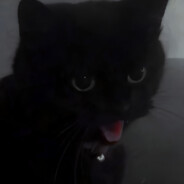 ♡Котожуть♡