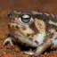 The Proud Toad