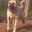 KANGAL