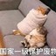 塔顶上的猫