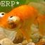 Some kind of goldfish