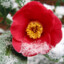 Winter Camellia