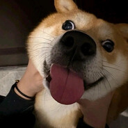 不吃香菜（爱吃香菜版