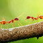 Ant The Ant
