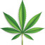 Marijuana