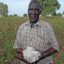 COTTON FARMER