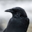 Crow