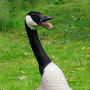 Ecstatic Goose`
