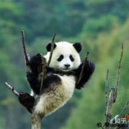 早知道打个胶好了