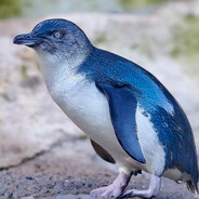 Americka Cizma's avatar